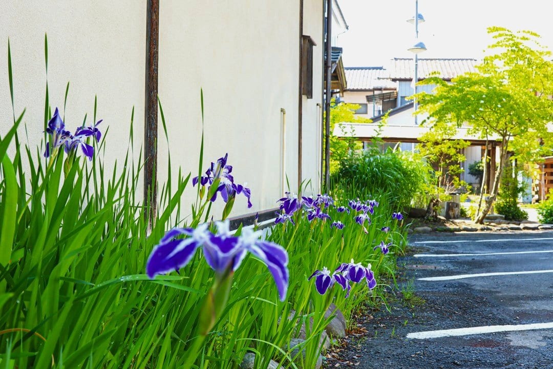 Purple irises in bloom in a green bed beside a building, with a wooden house across the car park